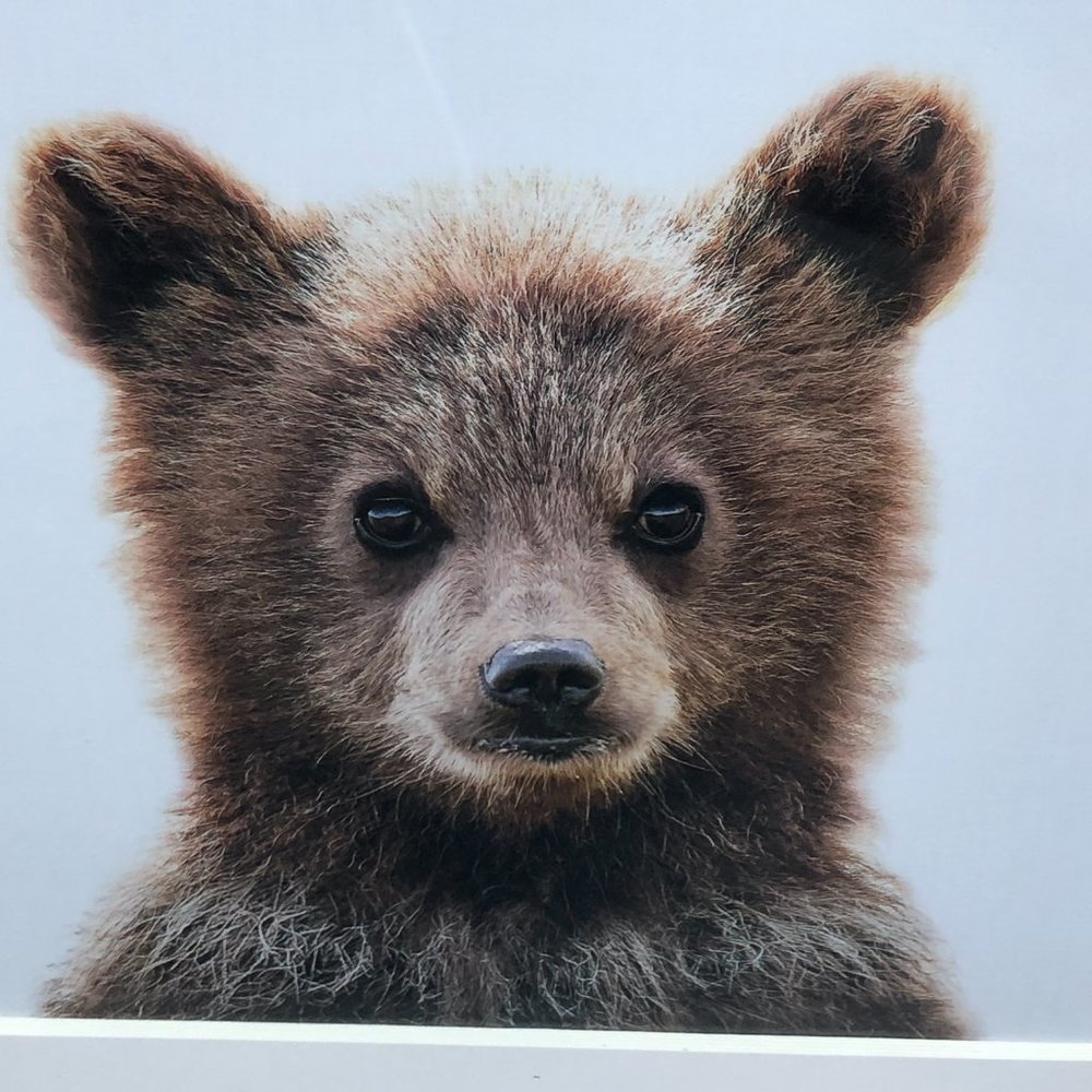 Bear Cub Rustic Frame Matted Wall Art Cottage Core Cabin Wildlife 17”x 14” - Picture 8 of 15